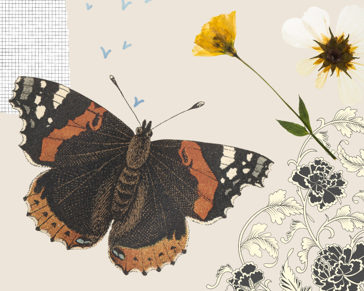 Butterfly, pressed flowers, and designs