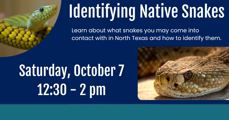 Identifying Native Snakes